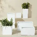 VaroWhitePlantersGroupFHS25.webp